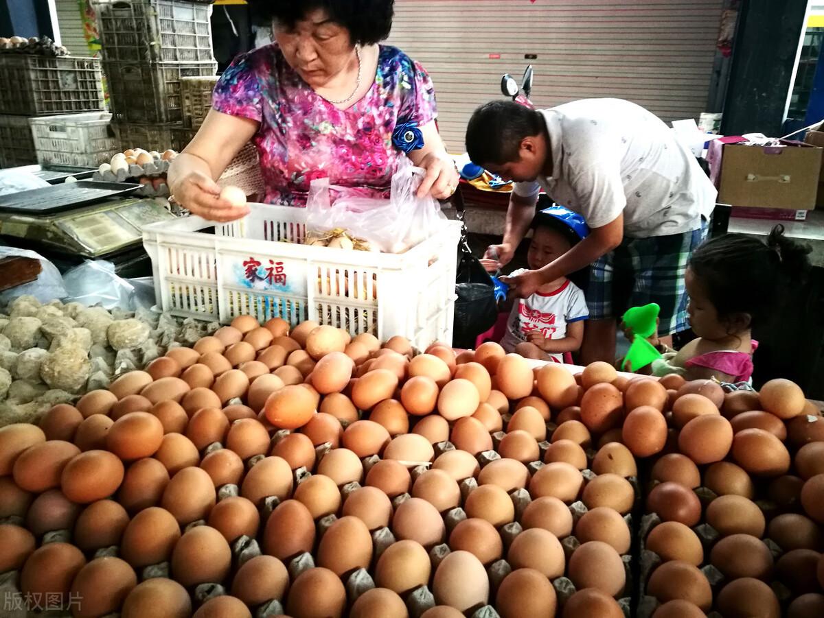 麻鸡今日最新价格行情解析