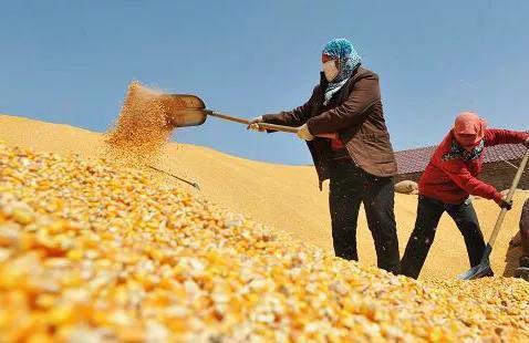 全球粮食市场风云变幻，最新抢粮动态分析